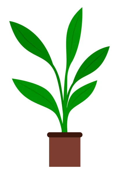 Plant with Big Green Leaves in Pot, Houseplant — Stock Vector