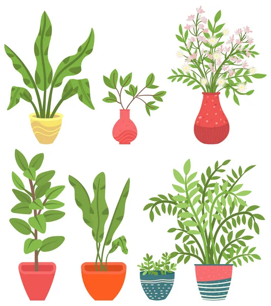 Planta de Casa en Floreros, Flores con Florecimiento — Vector de stock