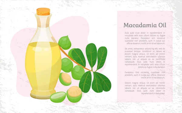 Macadamia Oil in Vessel, Maroochi Nuts near Bottle — 图库矢量图片