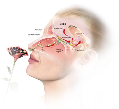 Olfactory sense, labeled medically 3D illustration clipart
