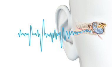 Kulak anatomisi, iyi duyma, ses dalgası, tıbbi olarak 3 boyutlu illüstrasyon.