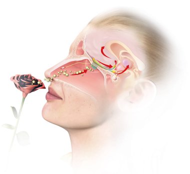Olfactory sense, medically 3D illustration clipart