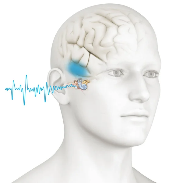 Buon udito, anatomia dell'orecchio, illustrazione medicalmente 3D — Foto Stock
