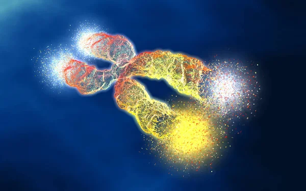 Chromosome avec télomères raccourcis, illustration 3D — Photo