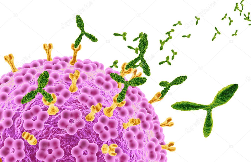 Human papillomaviruses HPV marked by antibodies, medically 3D il