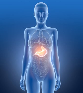 Mide ağrısı, gastrit, helicobacter pylori bakterisi hasarı.