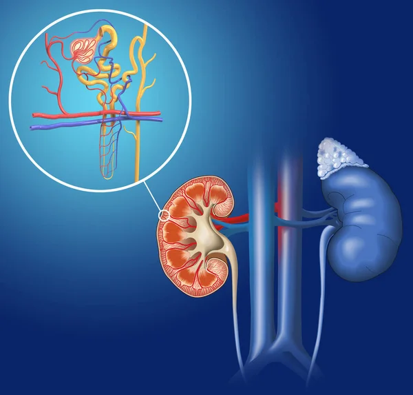 肾的基本结构和功能单元肾的结构的三维图解 — 图库照片