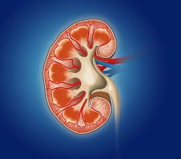Medicinskt Illustration Som Visar Tvärsnitt Njure Blå Bakgrund — Stockfoto
