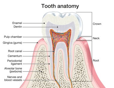 Bir dişin anatomisini gösteren ilüzyon