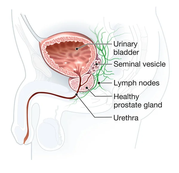 显示有膀胱 尿道和精囊的健康前列腺的图示 — 图库照片