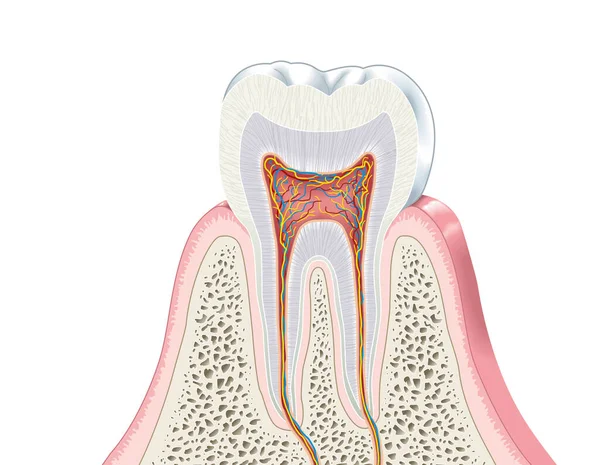 Ilustração Mostrando Anatomia Dente — Fotografia de Stock