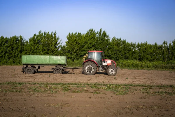 Un trattore rosso con una roulotte su un terreno agricolo. Vendemmia. Lavori agricoli su un campo. Una raccolta di patate in una giornata estiva e soleggiata . — Foto Stock