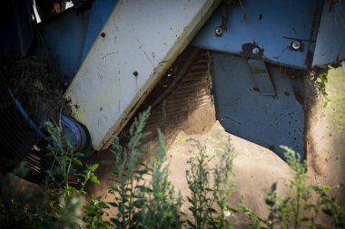 Tarlada patates kazmak. Eski, mavi bir biçerdöver, iş sırasında, yakın plan. Güneşli bir günde patates kaldırma. 
