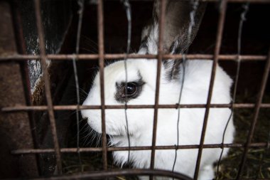 Kafesteki samanların üzerinde oturan küçük beyaz tüylü tavşan. Kırsal bir çiftlikteki çiftlik hayvanları.