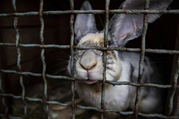 Mixed-colored rabbit sitting on hay in a cage. Farm animals on a countryside farm.