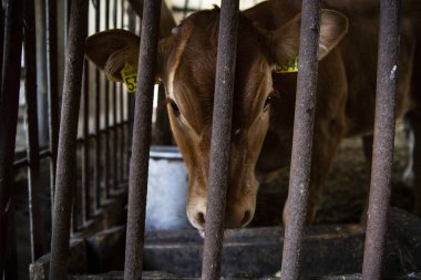 İnek ahırında kahverengi bir buzağı. Ahırda duran genç bir ineğin yakın çekimi. Taşra hayvanları. Sığırlar.