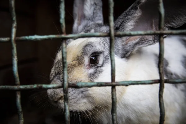 Conejo de color mixto sentado en una jaula. Animales de granja en una granja rural . —  Fotos de Stock