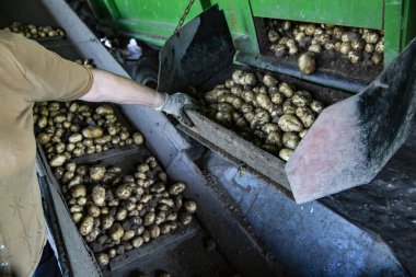 Bir çiftlik işçisi patates paketlemesine yardım ediyor. Patates kazarken çiftlik makineleri. Hasat zamanı.