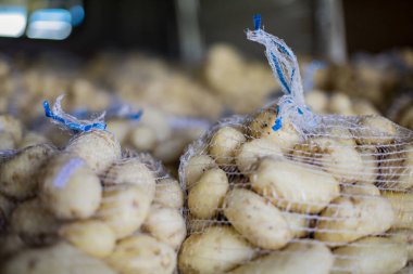 Patates deposu. Taze hasat edilmiş ve patates çuvalında yıkanmış..