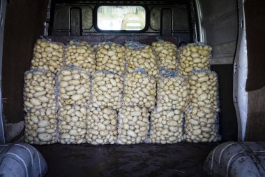 Patates nakliyesi. Taze hasat edilmiş ve patatesleri büyük ağ torbalara doldurup bir kamyona koymuşlar..