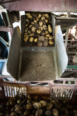 Patates hasadı. Taze toplanmış patatesleri çiftlik deposundaki kutulara yüklüyorlar..