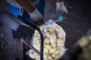 Ağ torbalara doldurulmuş patatesler. Kırsal kesimde patates hasadı.