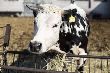 Siyah ve beyaz, boynuzlu benekli inek ahırın yanında saman yiyor. Güneşli bir günde çiftlikte sığırlar.