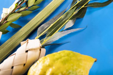 Lulav - Yahudi Sukkot festivali için dört tür