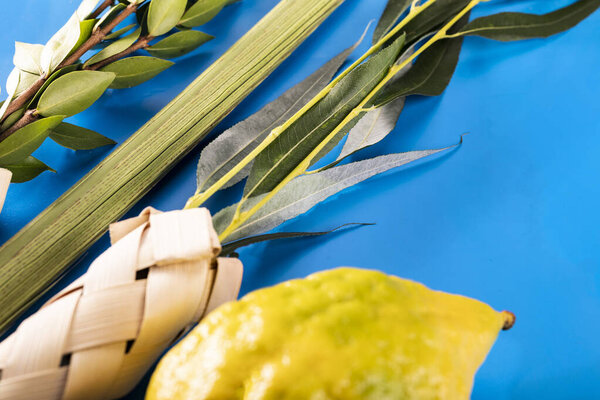 Lulav - set of four species for the Jewish Sukkot festival