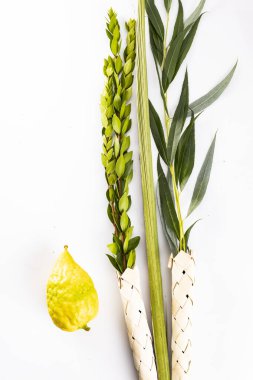 Lulav - set of four species for the Jewish Sukkot festival, top view, isolated on white. clipart