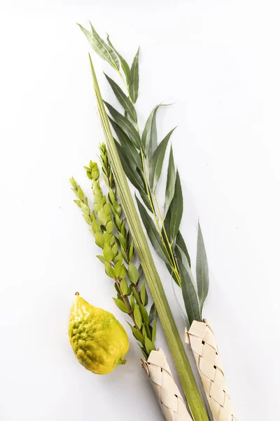 Top view on the lulav - set of four species for the Jewish Sukkot festival, isoled on white. — стокове фото