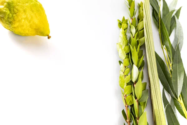 Lulav - vier Arten für das jüdische Sukkot-Fest auf weißem Hintergrund. — Stockfoto