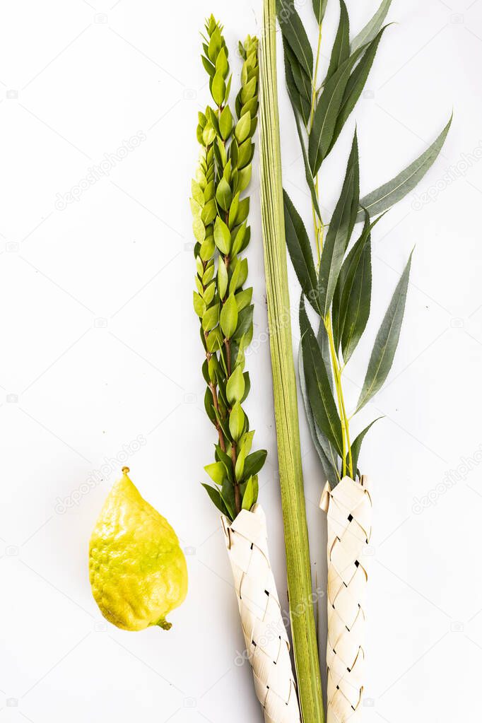 Lulav - set of four species for the Jewish Sukkot festival, top view, isolated on white.