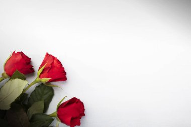 Valentine's Day. Red roses on the left edge on a white background with a copyspace