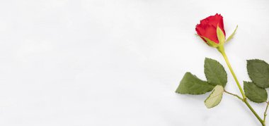 Red rose on the right edge on a white background with a copyspace. Valentine's Day. 