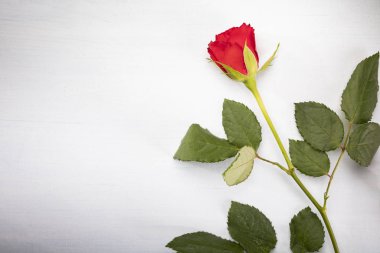 One red rose with leaves on a white background with a copyspace. 