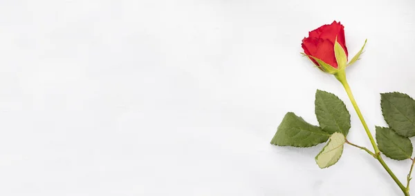 Rosa roja en el borde derecho sobre un fondo blanco con un espacio de copia. Día de San Valentín . —  Fotos de Stock