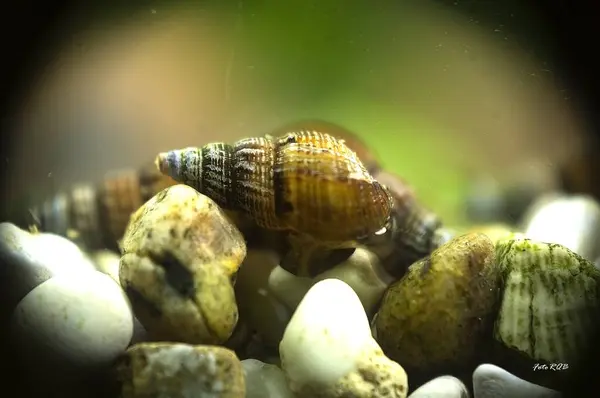 Deniz akvaryumunun dibinde salyangoz kabukları var.