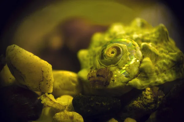 Deniz akvaryumunun dibinde salyangoz kabukları var.