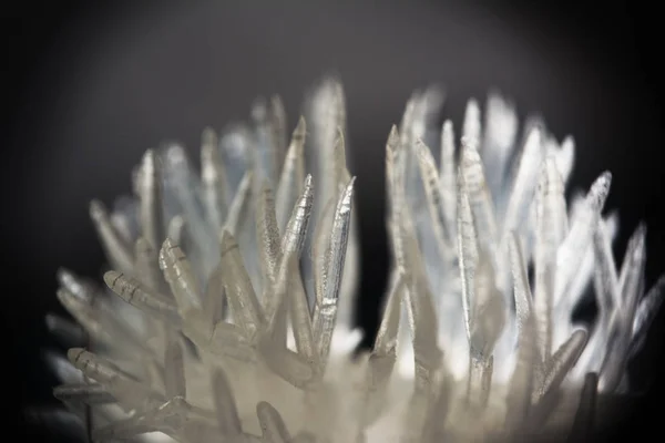 makro fototransparent sıkıcı dokunaçlar