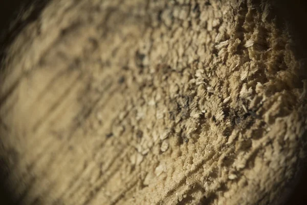 makro fotoğraf testeresi ağaç kesimi