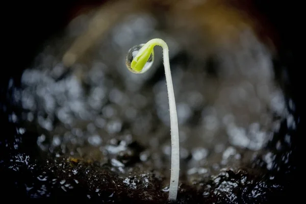 Bahar çiçekleri ilk filizleniyor.