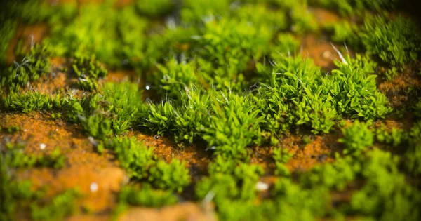 Makro çekim yeşil erken filizlenme