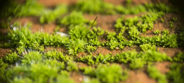 Makro çekim yeşil erken filizlenme