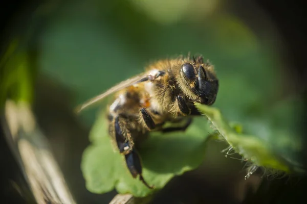 Makro aşı çimlerde böcek arısı