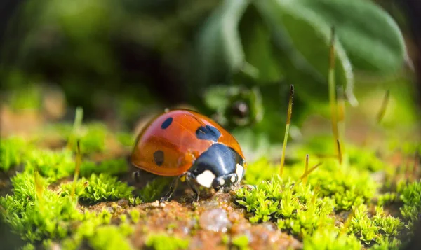 makro çekim böceği çimenlerde.