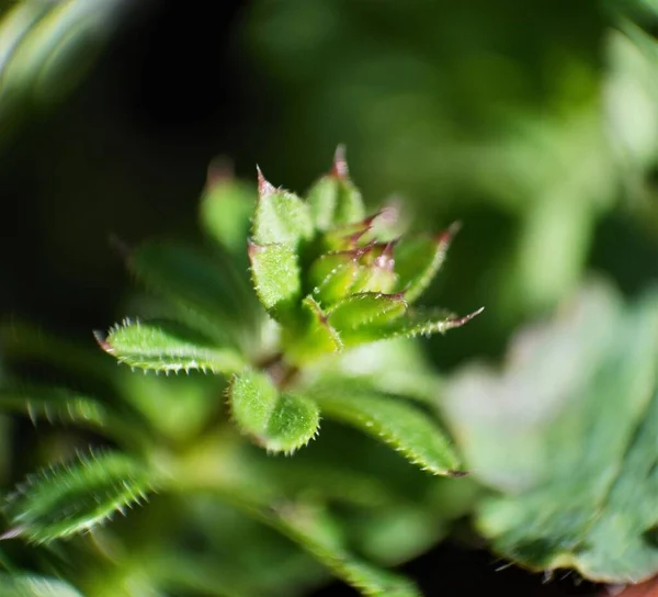 Makro çekim yeşil erken filizlenme