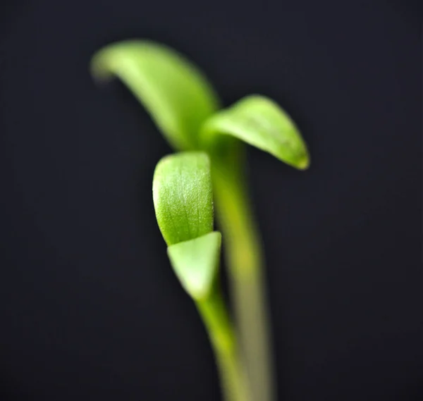 Makro çekim yeşil erken filizlenme