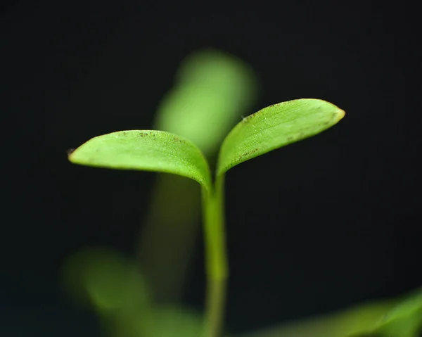 Broto Plântula Verde Macro Tiro Início — Fotografia de Stock