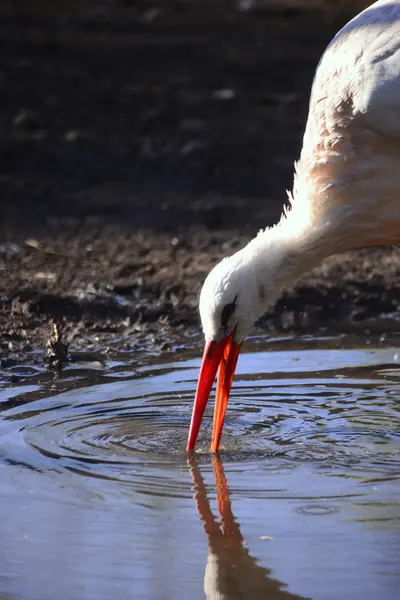 Storch beim Trinken — Stockfoto